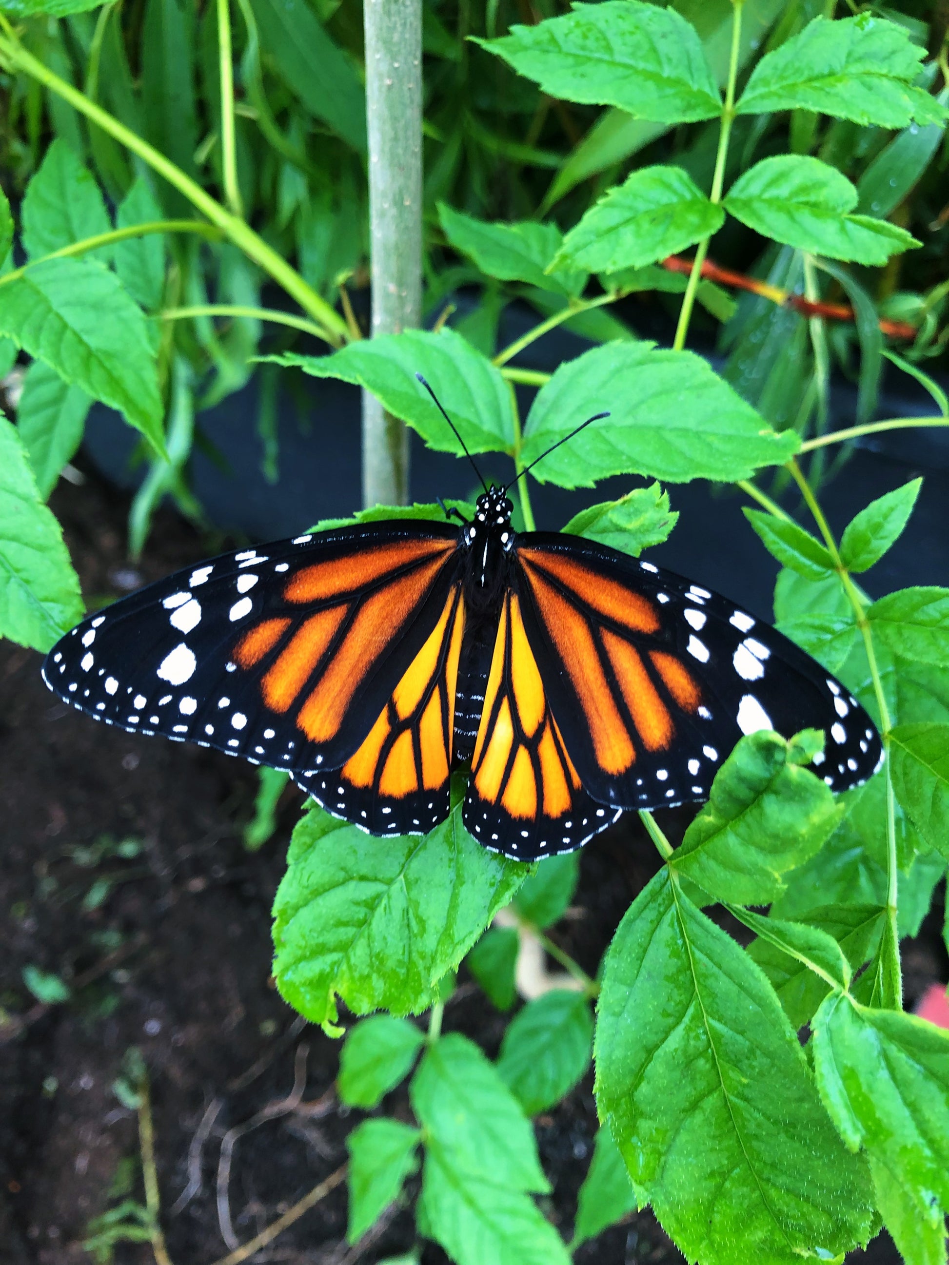 Live butterflies and moths for sale online UK. Order eggs, caterpillars, pupae, and cocoons. Watch the lifecycle unfold with insects to rear at home!