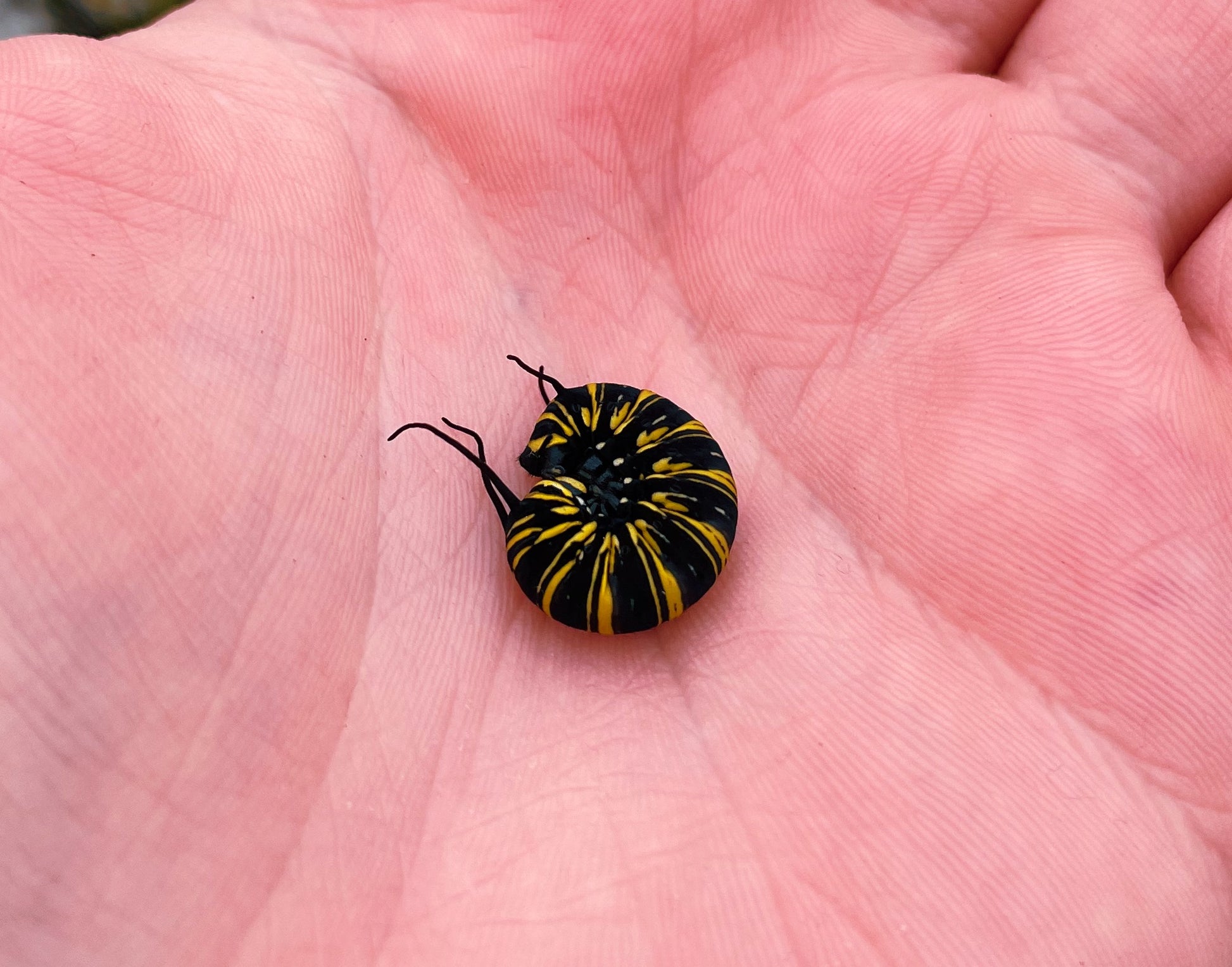 Live butterflies and moths for sale online UK. Order eggs, caterpillars, pupae, and cocoons. Watch the lifecycle unfold with insects to rear at home!