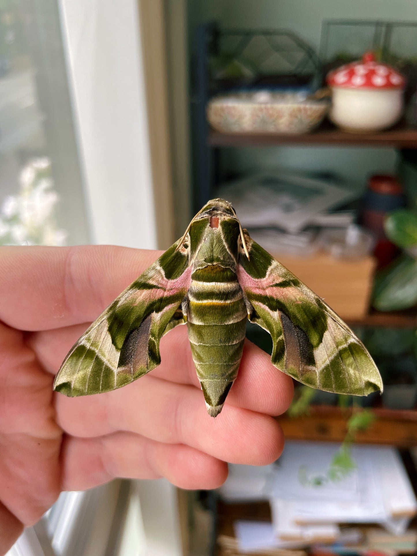 Live butterflies and moths for sale online UK. Buy eggs, caterpillars, pupae, and cocoons. Watch the lifecycle unfold with insects to rear at home!