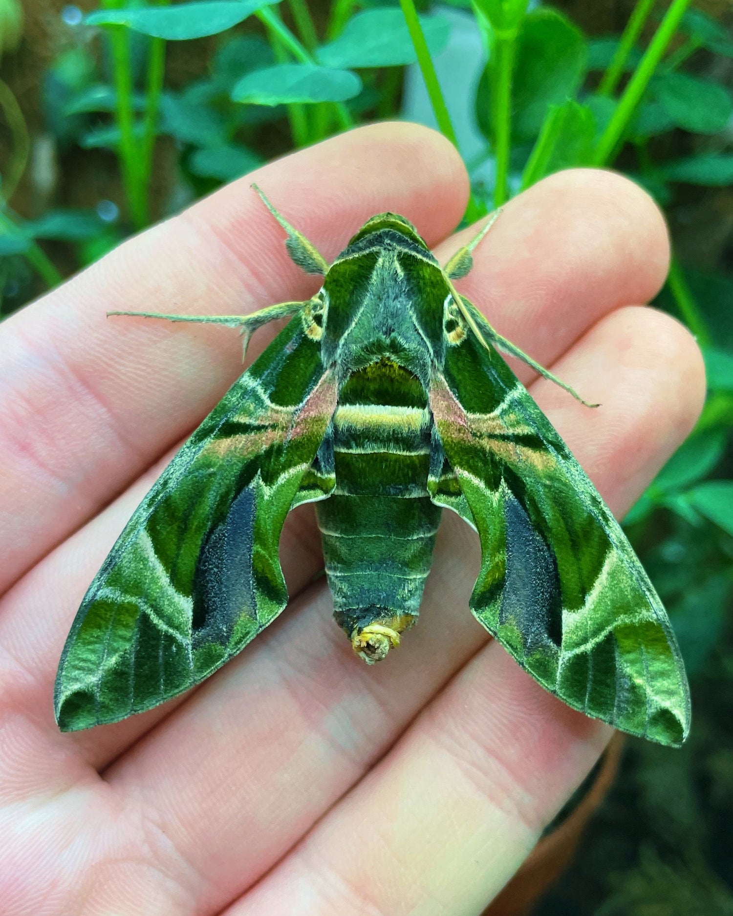 Live butterflies and moths for sale online UK. Order eggs, caterpillars, pupae, and cocoons. Watch the lifecycle unfold with insects to rear at home!