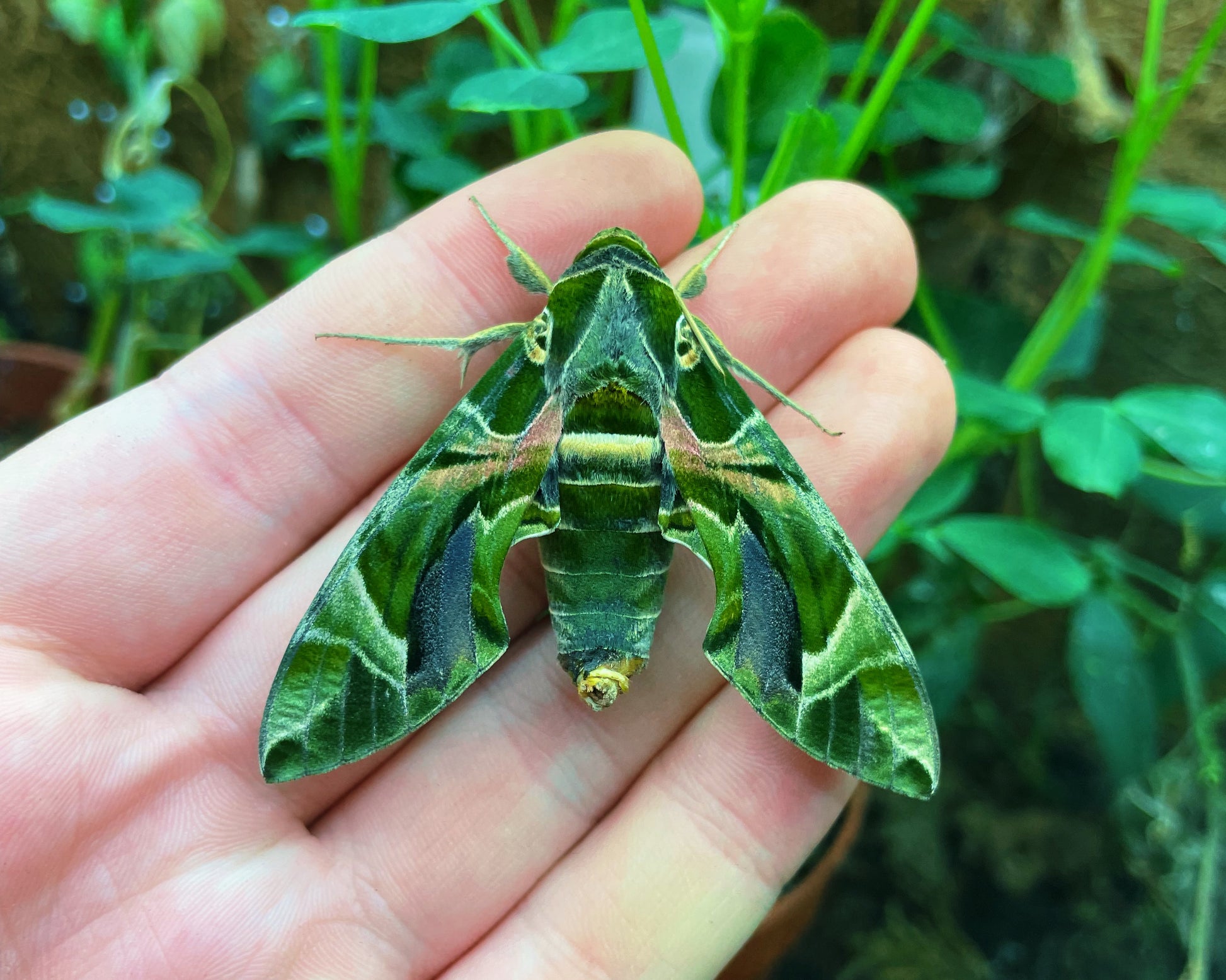 Live butterflies and moths for sale online UK. Order eggs, caterpillars, pupae, and cocoons. Watch the lifecycle unfold with insects to rear at home!