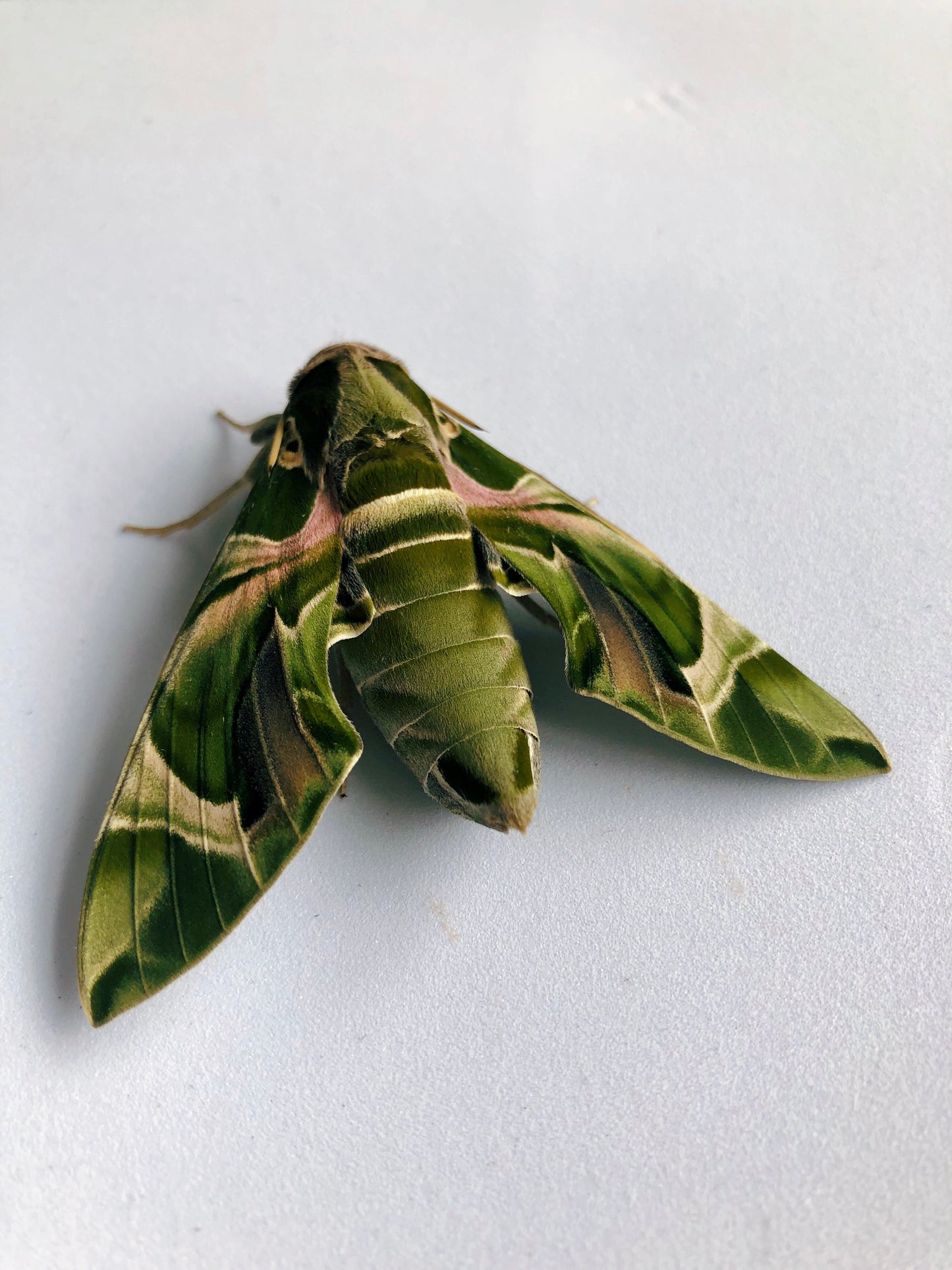 Live butterflies and moths for sale online UK. Order eggs, caterpillars, pupae, and cocoons. Watch the lifecycle unfold with insects to rear at home!