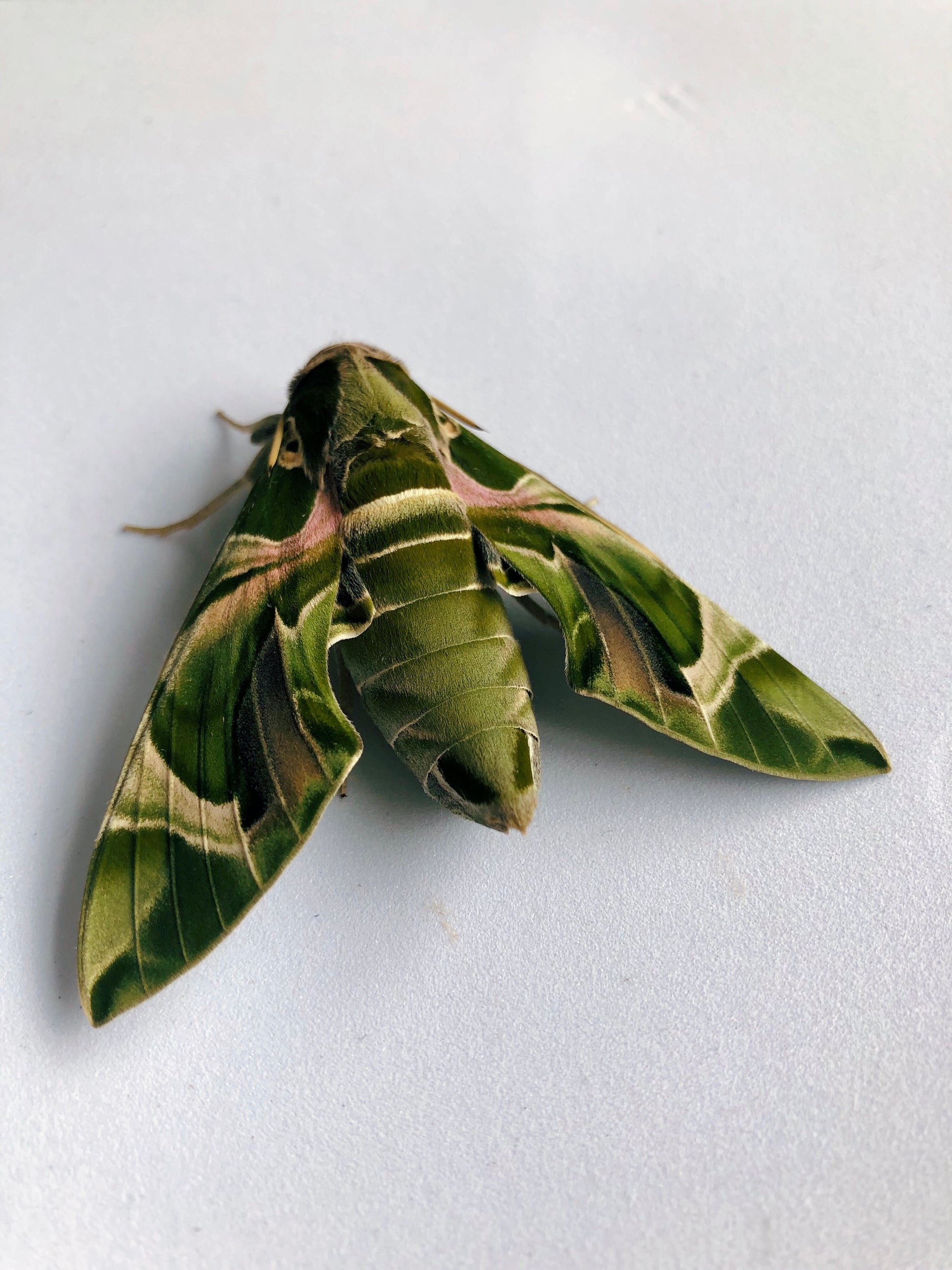 Live butterflies and moths for sale online UK. Order eggs, caterpillars, pupae, and cocoons. Watch the lifecycle unfold with insects to rear at home!