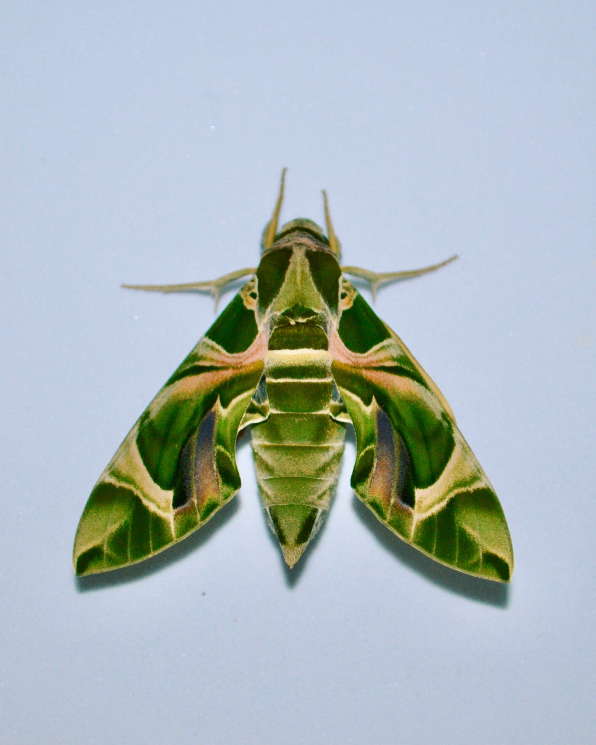 Live butterflies and moths for sale online UK. Order eggs, caterpillars, pupae, and cocoons. Watch the lifecycle unfold with insects to rear at home!