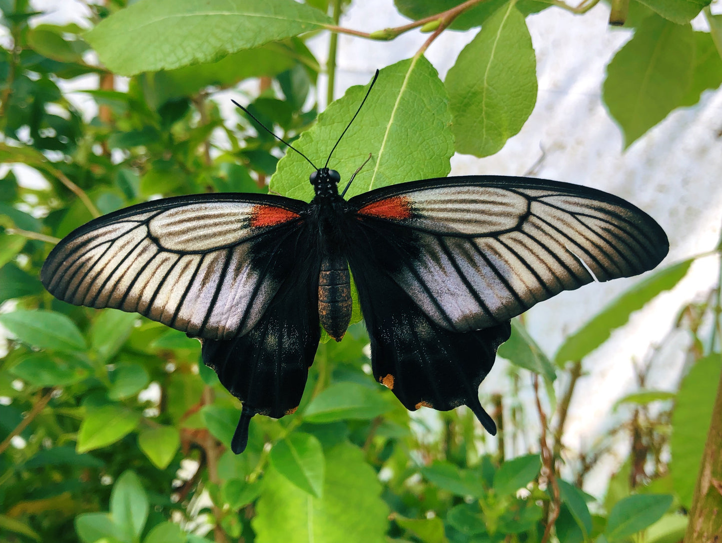 Live butterflies and moths for sale online UK. Order eggs, caterpillars, pupae, and cocoons. Watch the lifecycle unfold with insects to rear at home!