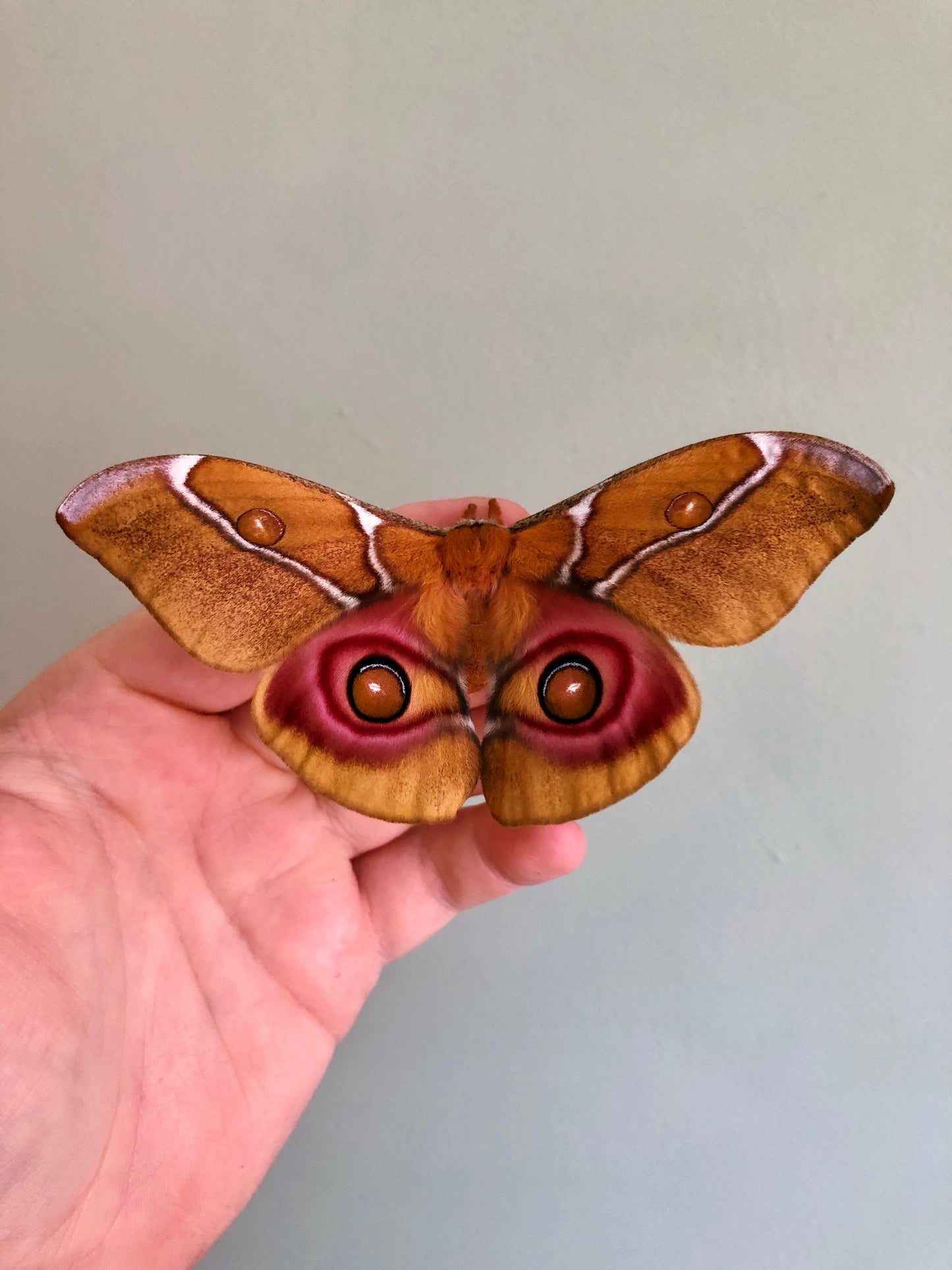 Live butterflies and moths for sale online UK. Order eggs, caterpillars, pupae, and cocoons. Watch the lifecycle unfold with insects to rear at home!