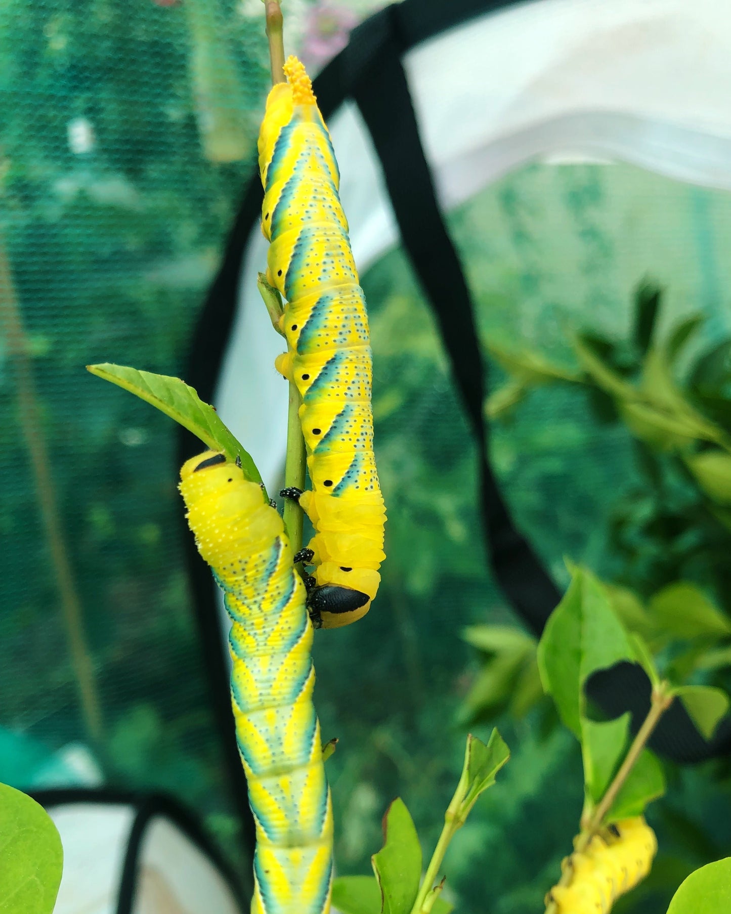 Live butterflies and moths for sale online UK. Buy eggs, caterpillars, pupae, and cocoons. Watch the lifecycle unfold with insects to rear at home!