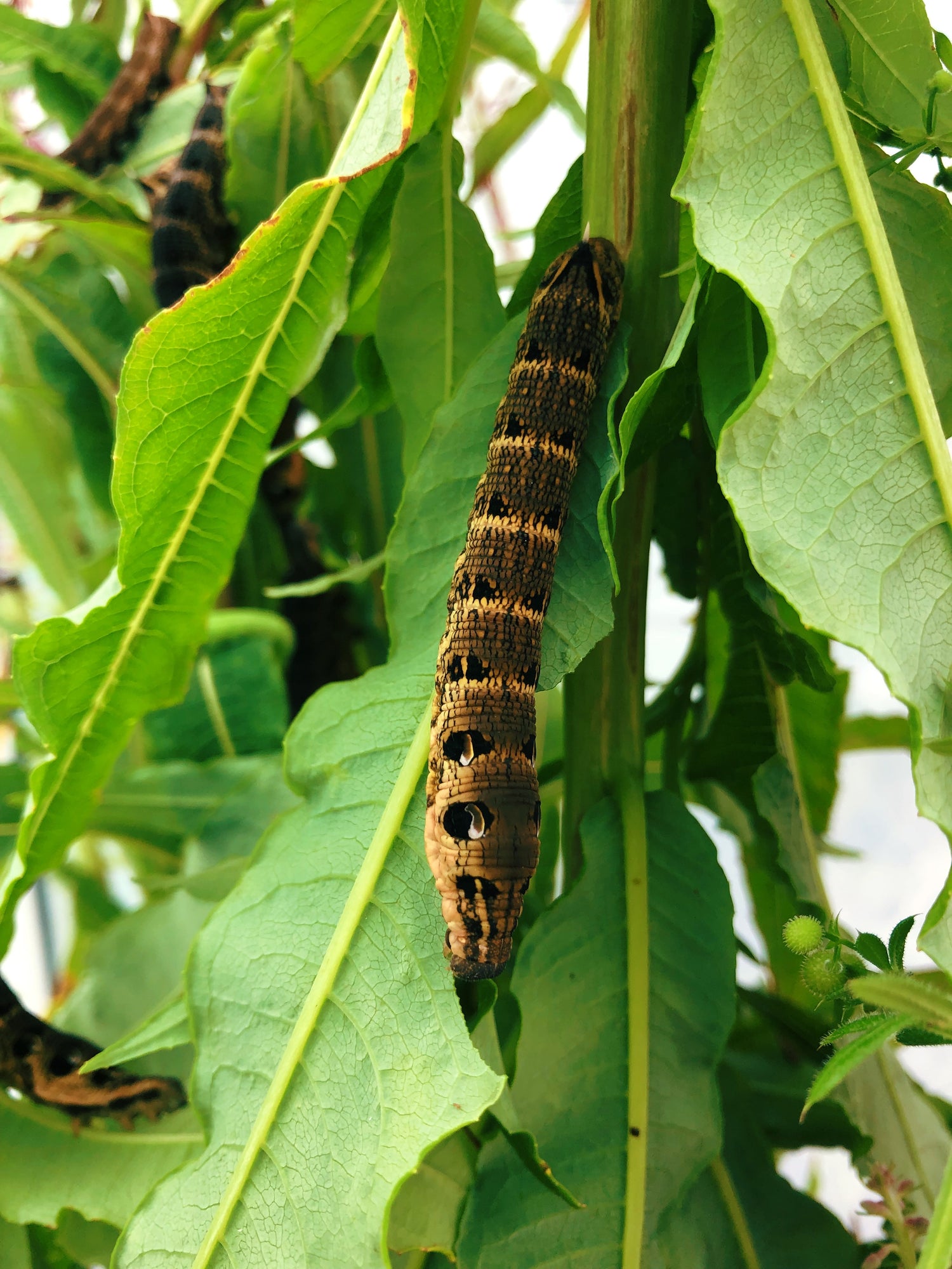 Live butterflies and moths for sale online UK. Order eggs, caterpillars, pupae, and cocoons. Watch the lifecycle unfold with insects to rear at home!