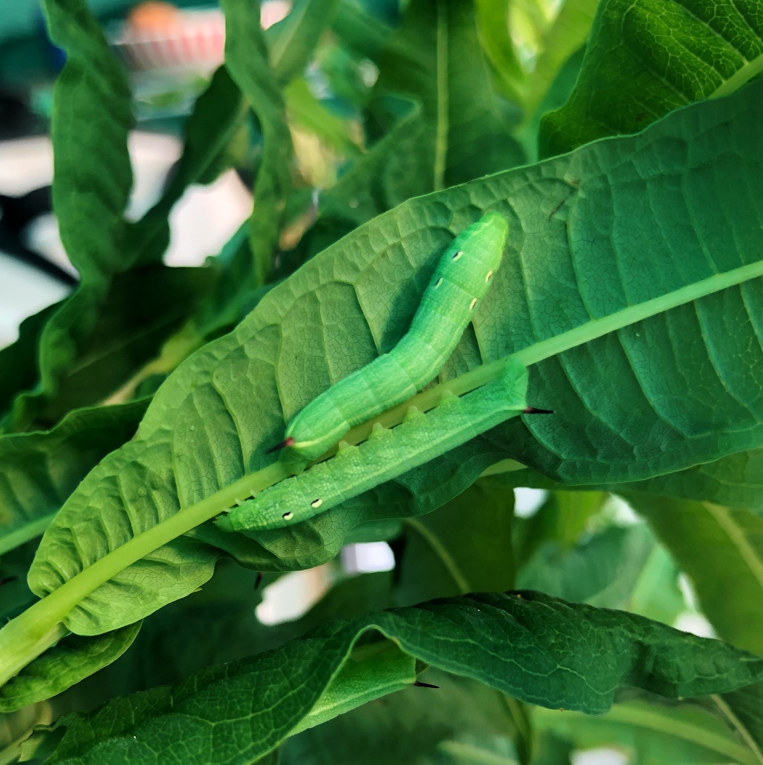 Live butterflies and moths for sale online UK. Order eggs, caterpillars, pupae, and cocoons. Watch the lifecycle unfold with insects to rear at home!