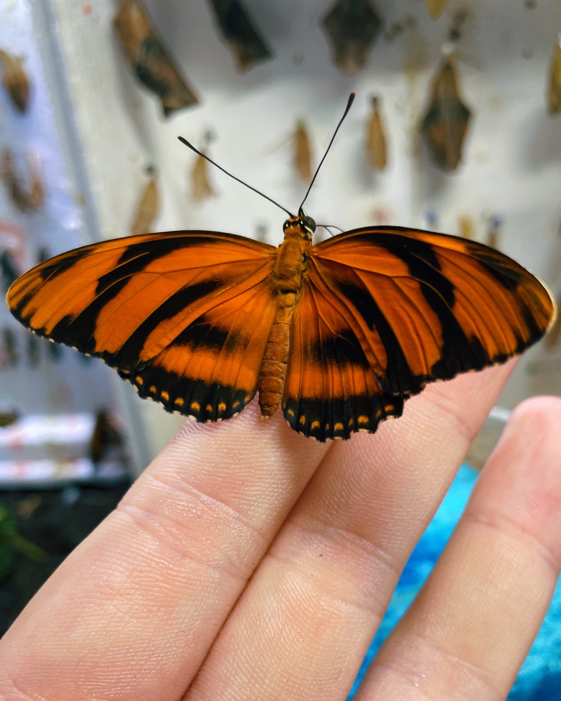 Live butterflies and moths for sale online UK. Order eggs, caterpillars, pupae, and cocoons. Watch the lifecycle unfold with insects to rear at home!