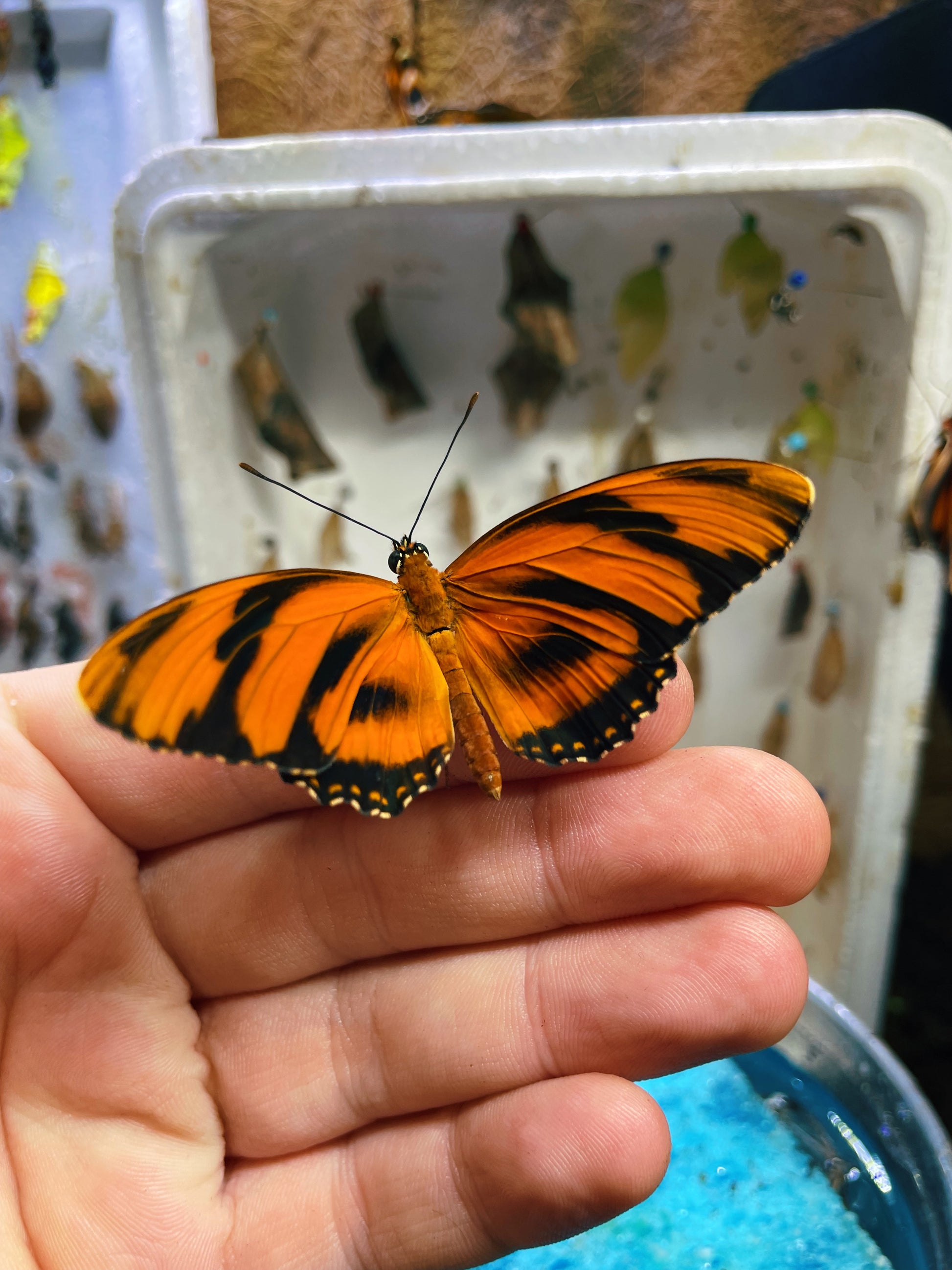 Live butterflies and moths for sale online UK. Order eggs, caterpillars, pupae, and cocoons. Watch the lifecycle unfold with insects to rear at home!