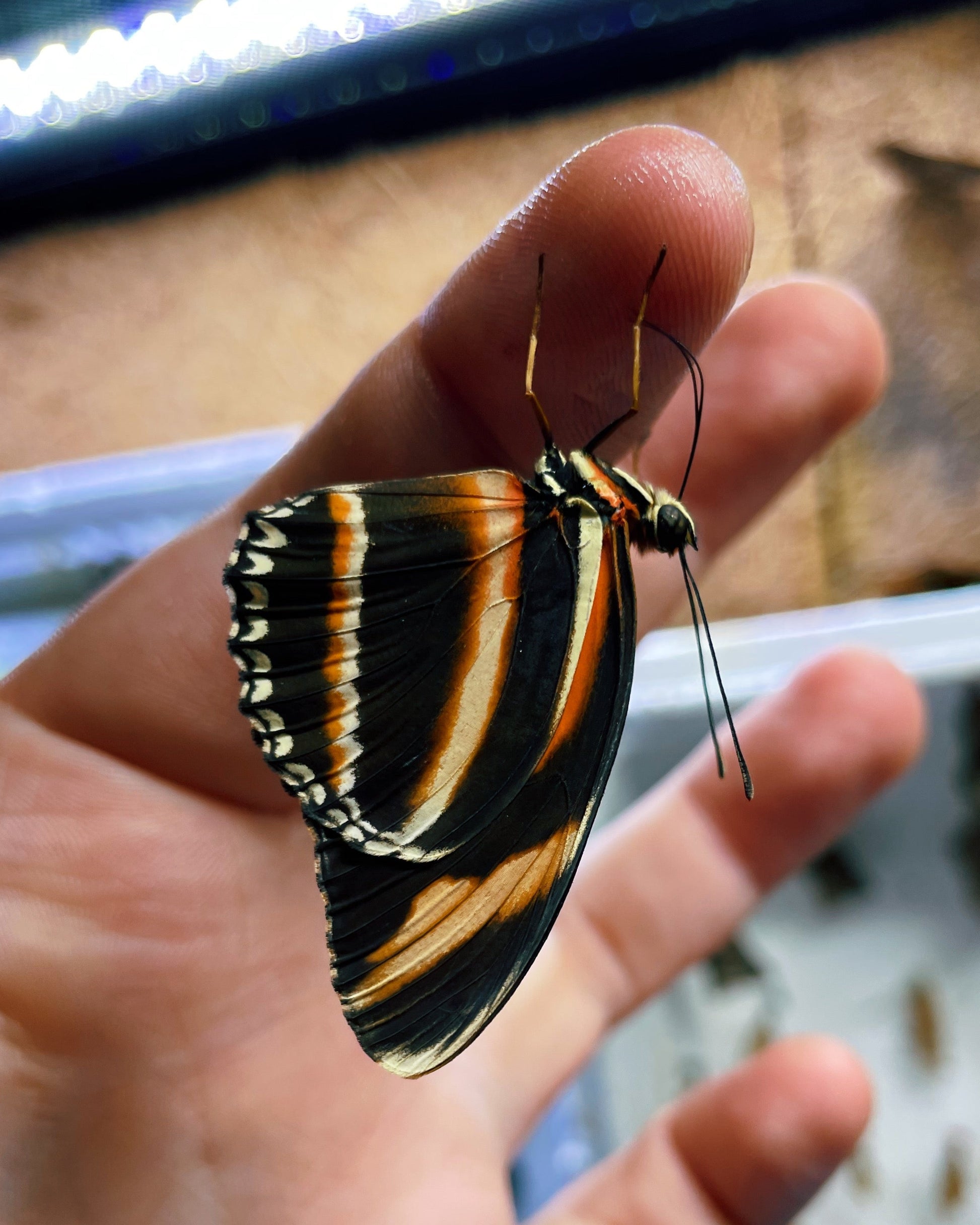 Live butterflies and moths for sale online UK. Order eggs, caterpillars, pupae, and cocoons. Watch the lifecycle unfold with insects to rear at home!