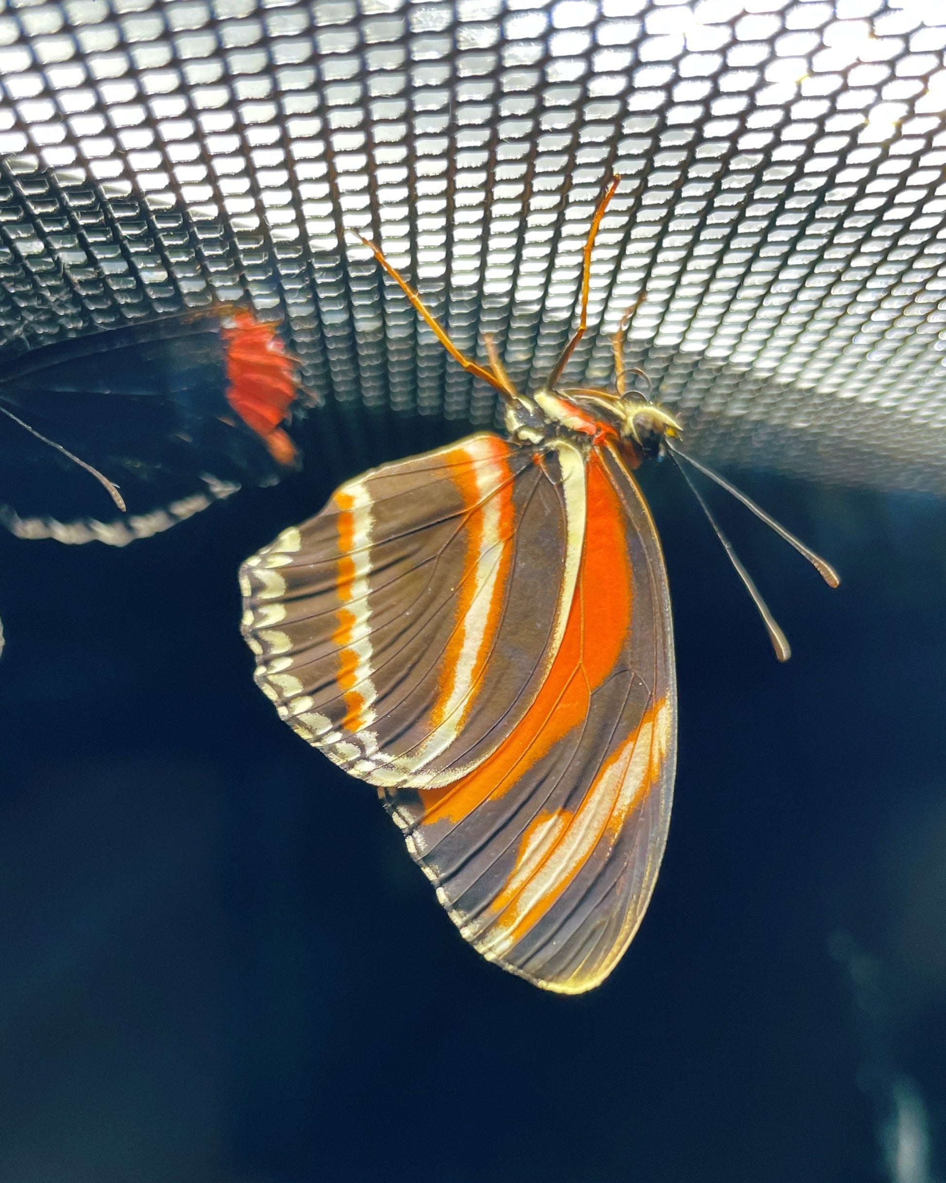 Live butterflies and moths for sale online UK. Order eggs, caterpillars, pupae, and cocoons. Watch the lifecycle unfold with insects to rear at home!