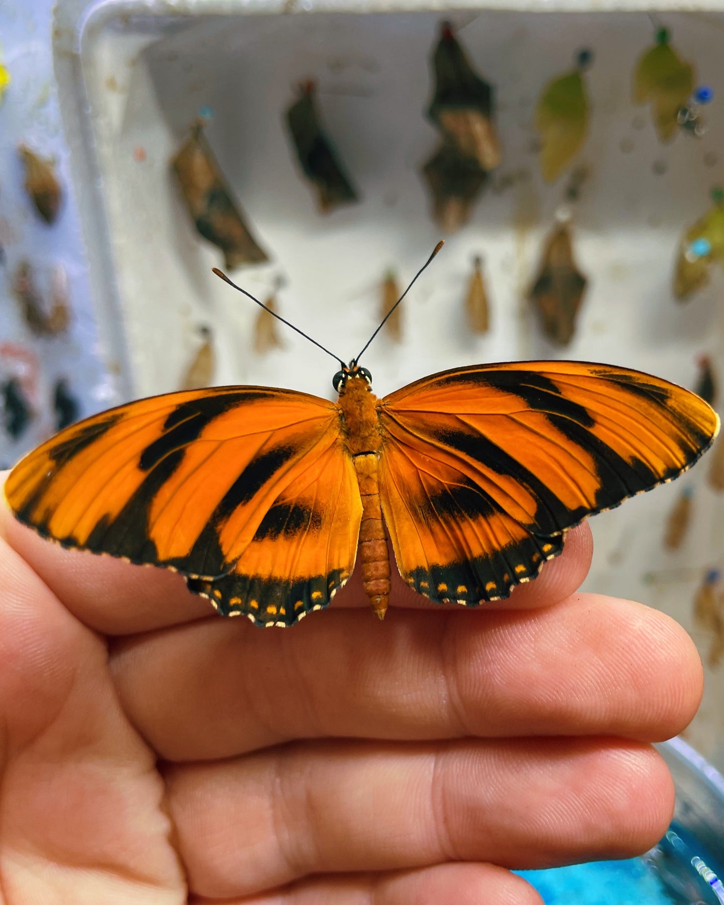 Live butterflies and moths for sale online UK. Order eggs, caterpillars, pupae, and cocoons. Watch the lifecycle unfold with insects to rear at home!