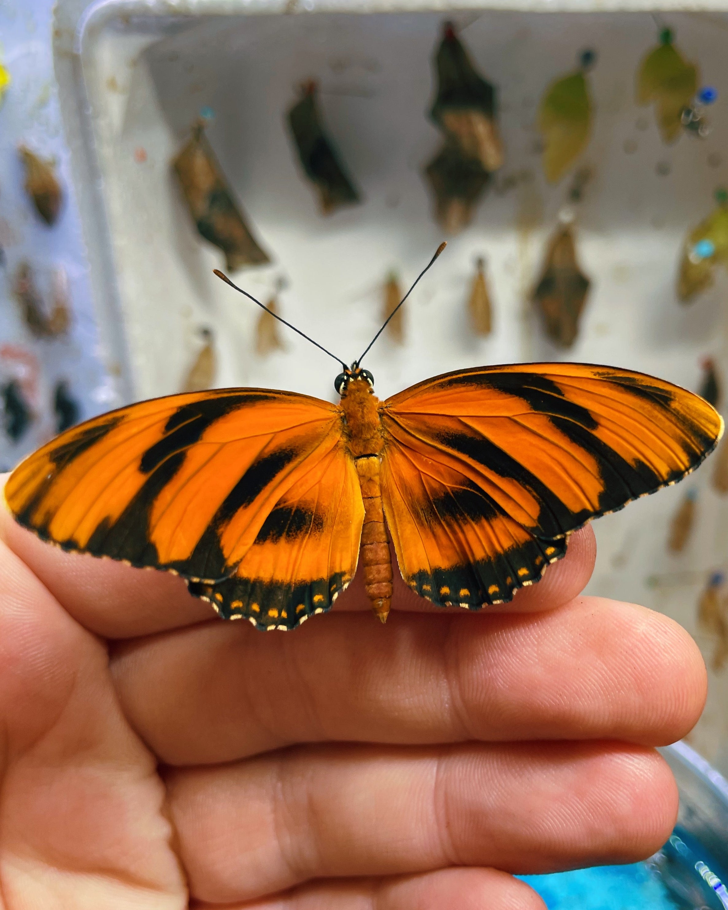 Live butterflies and moths for sale online UK. Order eggs, caterpillars, pupae, and cocoons. Watch the lifecycle unfold with insects to rear at home!