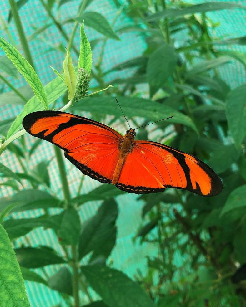 Live butterflies and moths for sale online UK. Order eggs, caterpillars, pupae, and cocoons. Watch the lifecycle unfold with insects to rear at home!