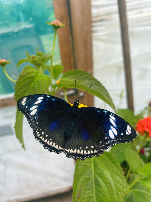 Blue Moon Butterfly (Hypolimas bolina) EGGS