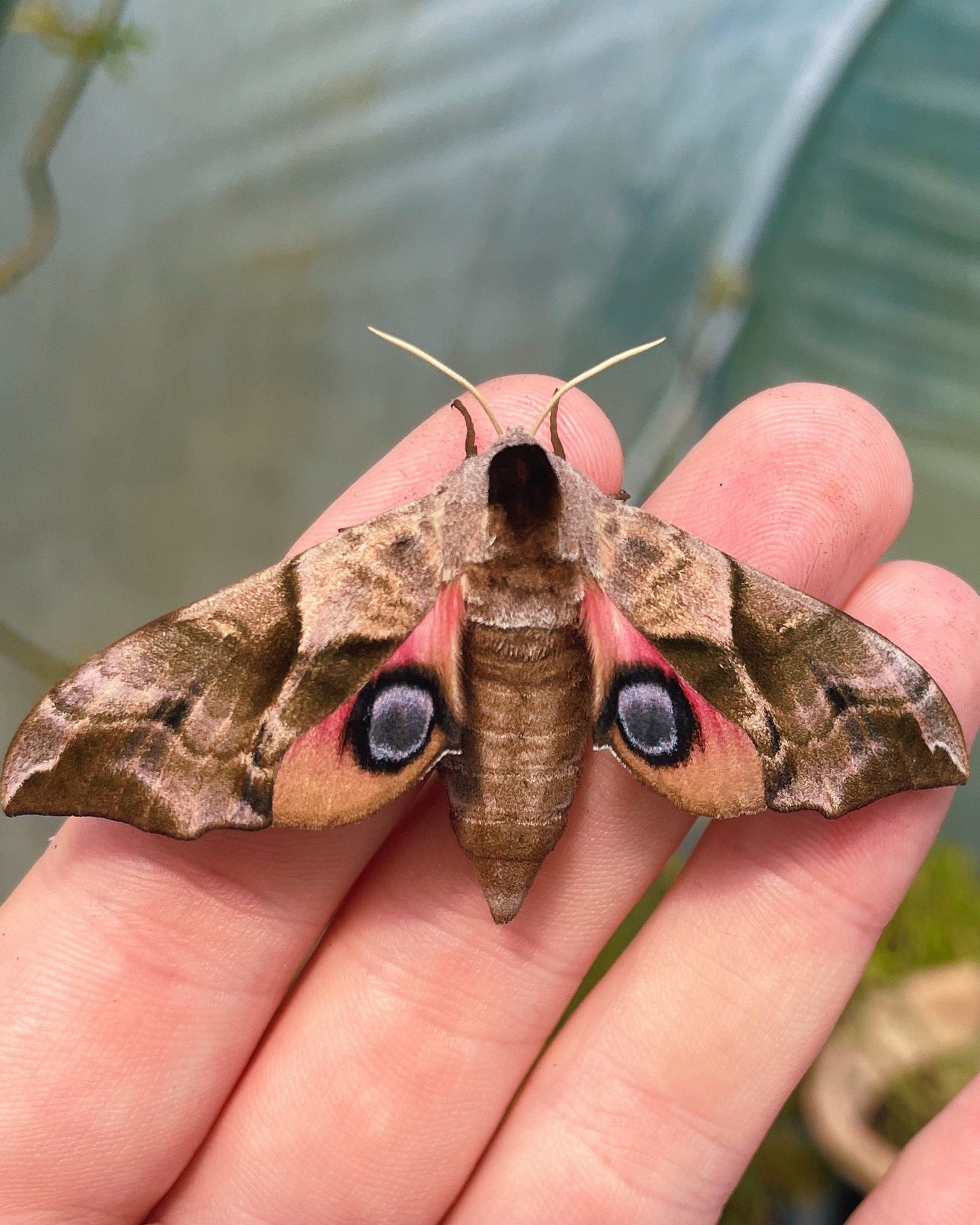 Eyed Hawk-Moth EGGS (Smerinthus ocellata)