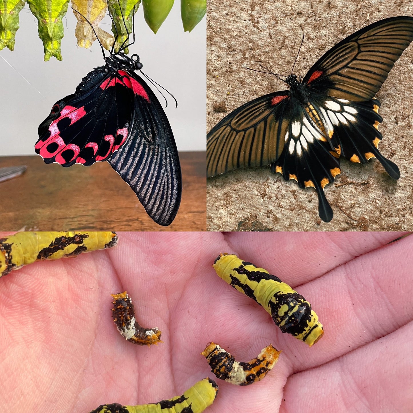 Assorted Citrus Swallowtail CATERPILLARS (Papilioniidae)