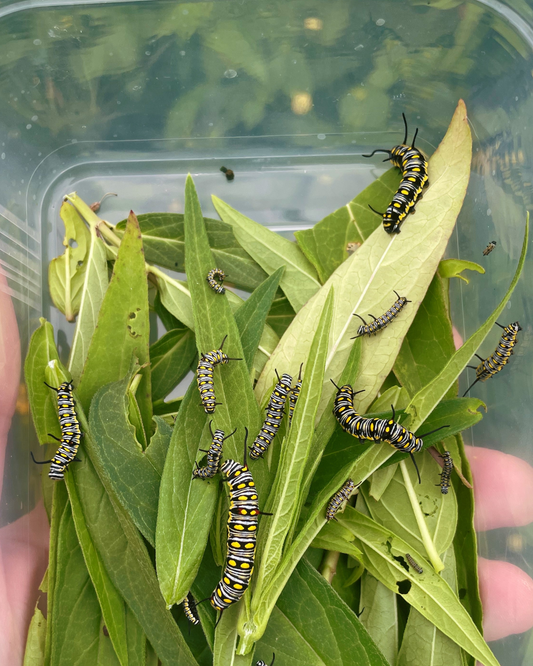 African Monarch EGGS (Danaus chrysippus)