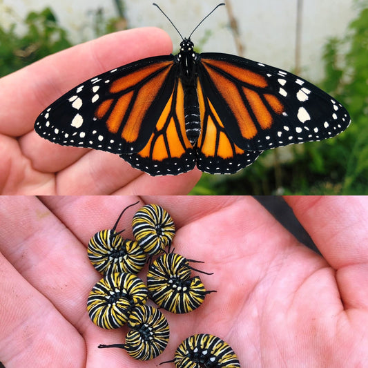 Monarch Butterfly (Danaus plexippus) EGGS