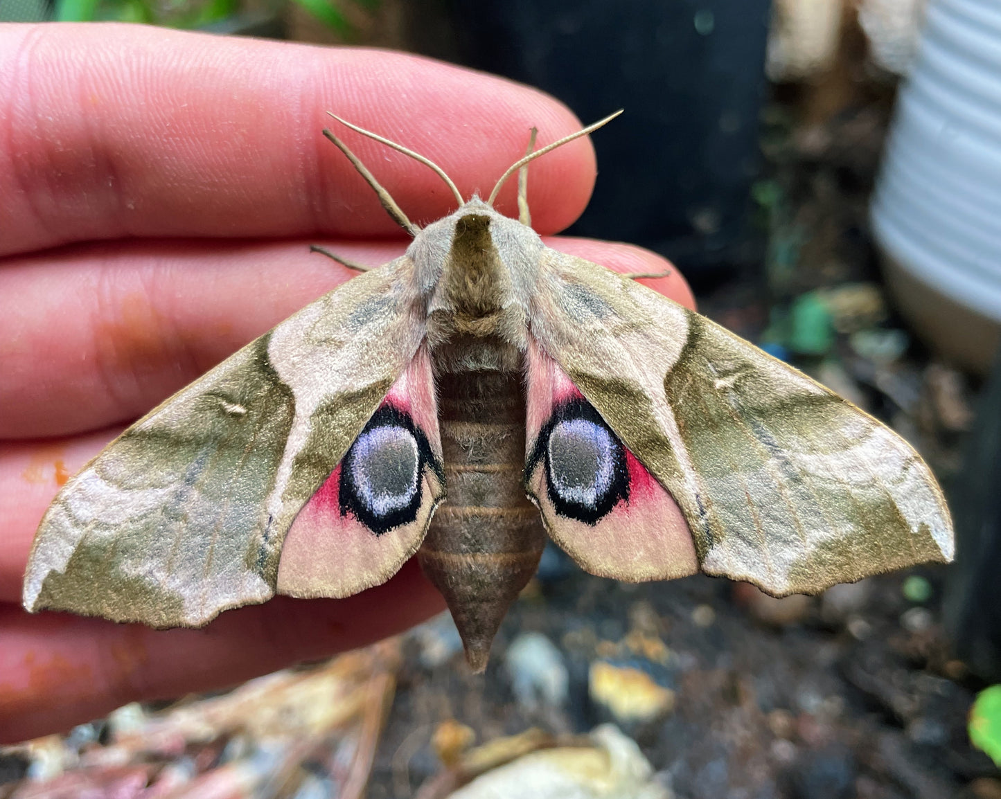 Eastern Eyed Hawk-Moth EGGS (Smerinthus planus)