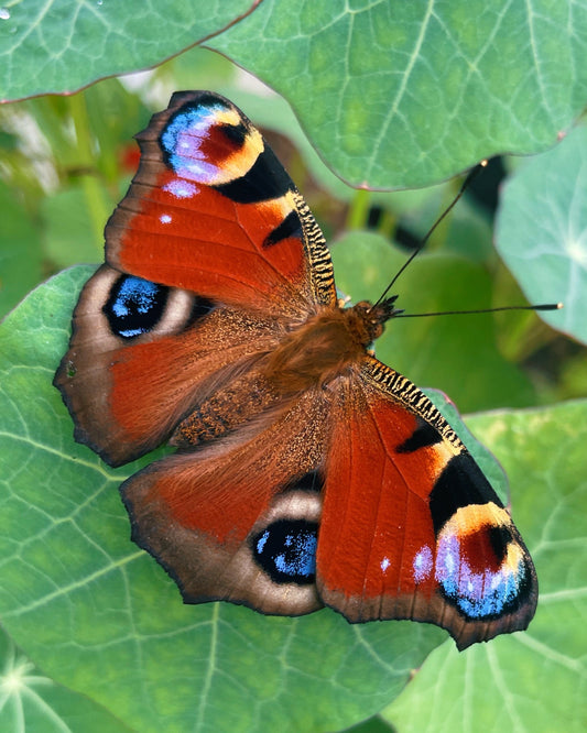 Peacock Butterfly CATERPILLARS (Aglais io)