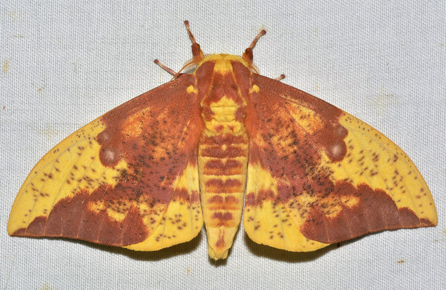 Imperial Moth PUPAE (Eacles imperialis)