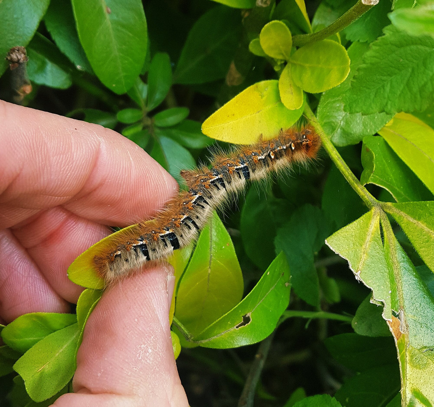 Oak Eggar Moth CATERPILLARS (Lasiocampa quercus)