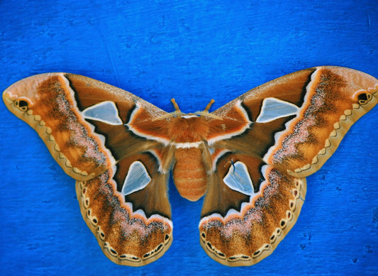 Rothschild's Atlas Moth EGGS (Rothschildia orizaba)