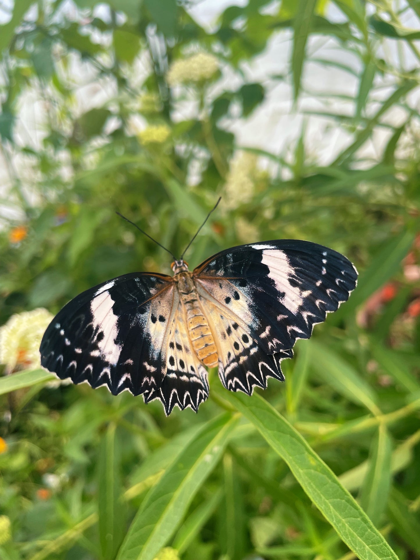 Leopard Lacewing Butterfly (Cethosia cyane) PUPAE