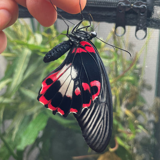 Scarlet Mormon Swallowtail PUPAE (Papilio rumanzovia)