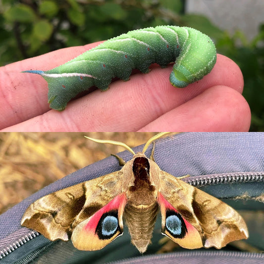Eyed Hawk-Moth CATERPILLARS (Smerinthus ocellata)