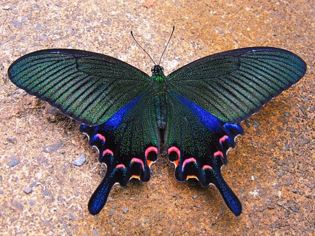 Chinese Peacock Swallowtail EGGS (Papilio bianor)