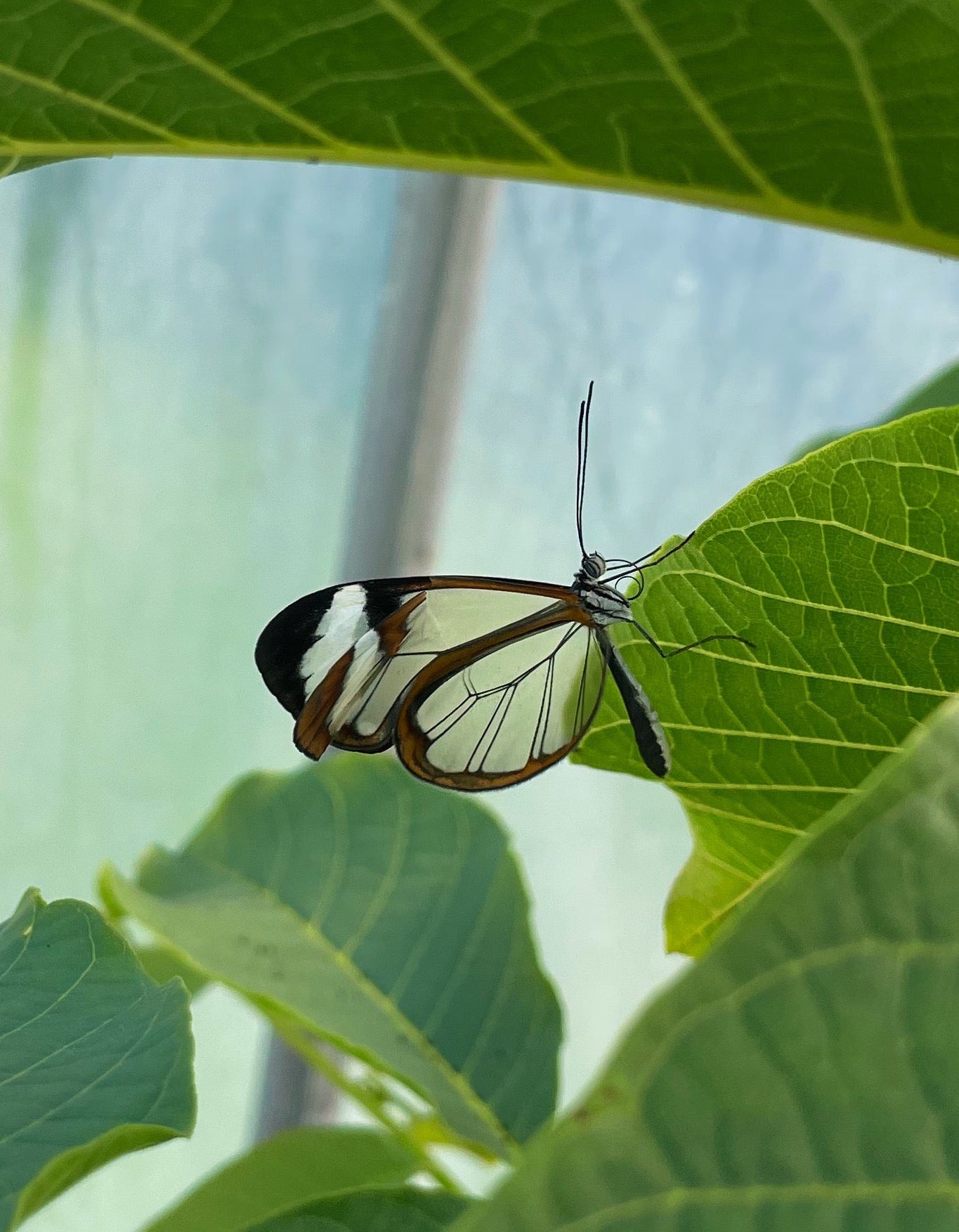 Glasswing Butterfly PUPAE (Greta oto)