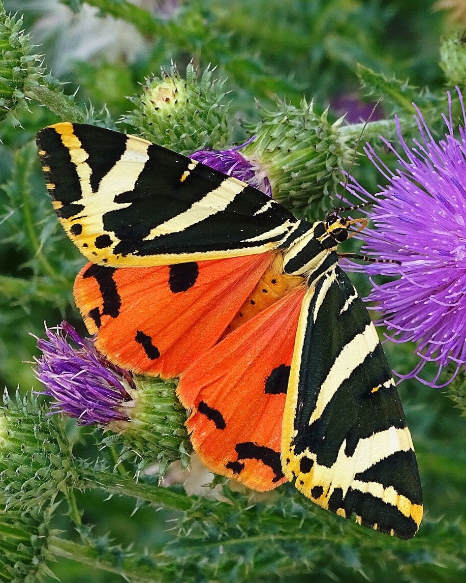 Jersey Tiger Moth CATERPILLARS (Euplagia quadripunctaria)