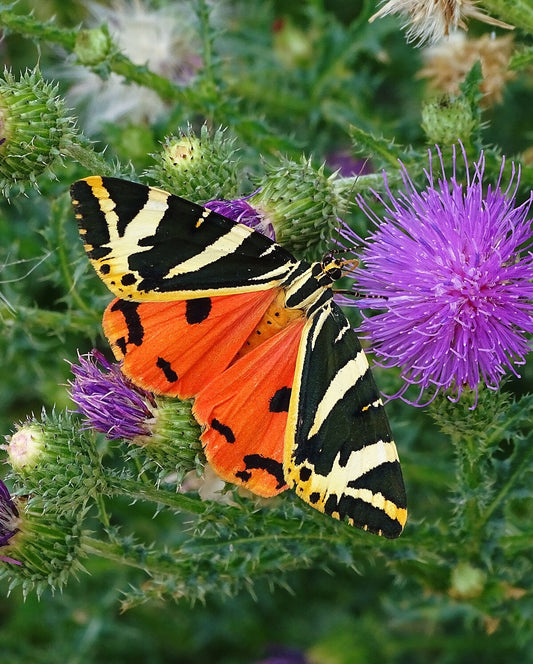 Jersey Tiger Moth CATERPILLARS (Euplagia quadripunctaria)