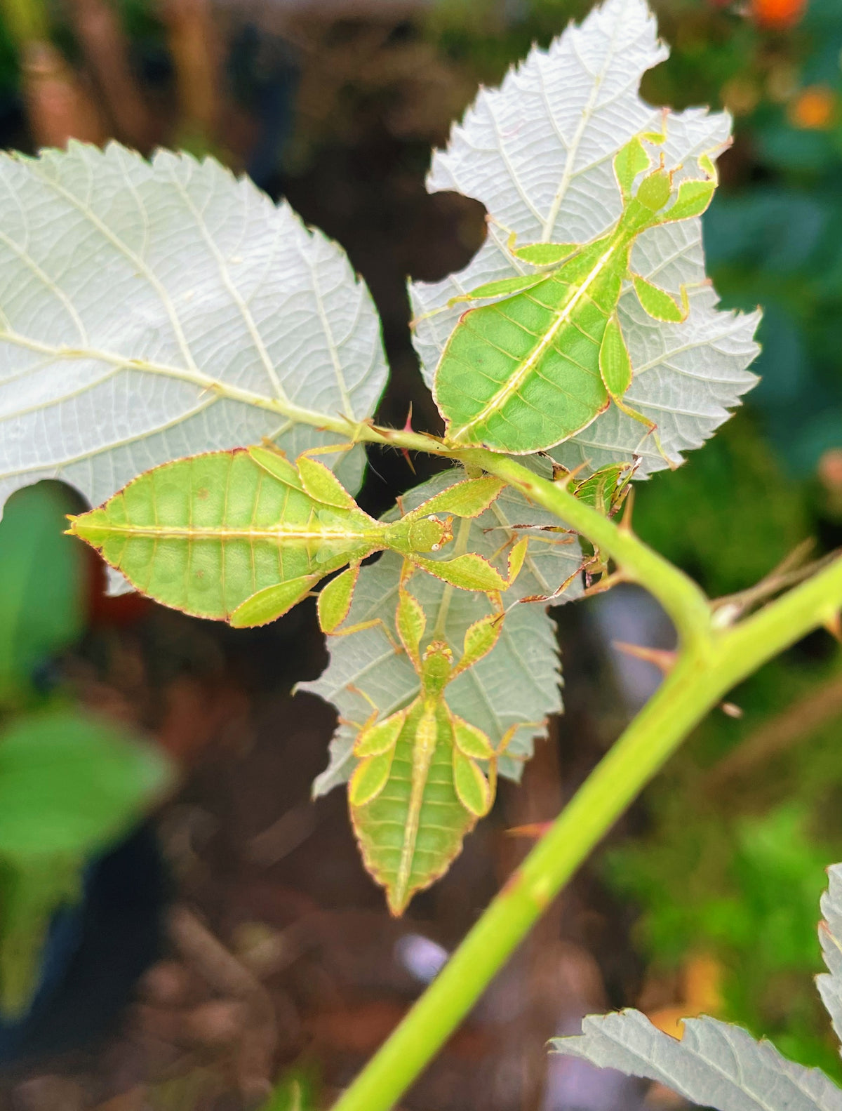 Leaf Insect NYMPHS (Phyllium philippinicum)