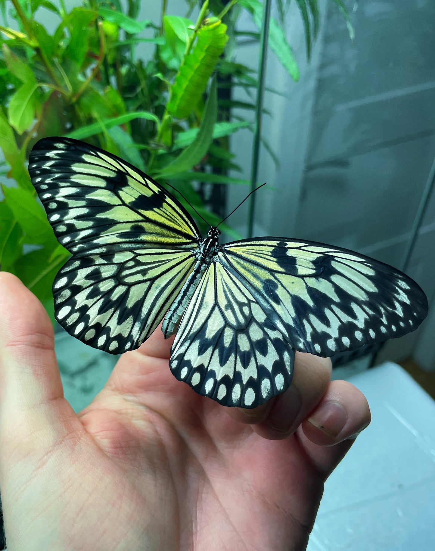 Large Tree Nymph PUPAE (Idea leuconoe)