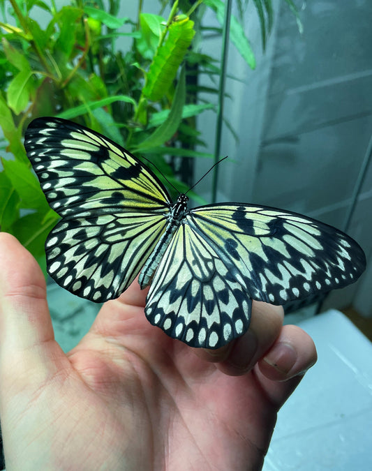 Large Tree Nymph PUPAE (Idea leuconoe)