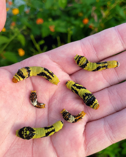 Assorted Citrus Swallowtail CATERPILLARS (Papilioniidae)