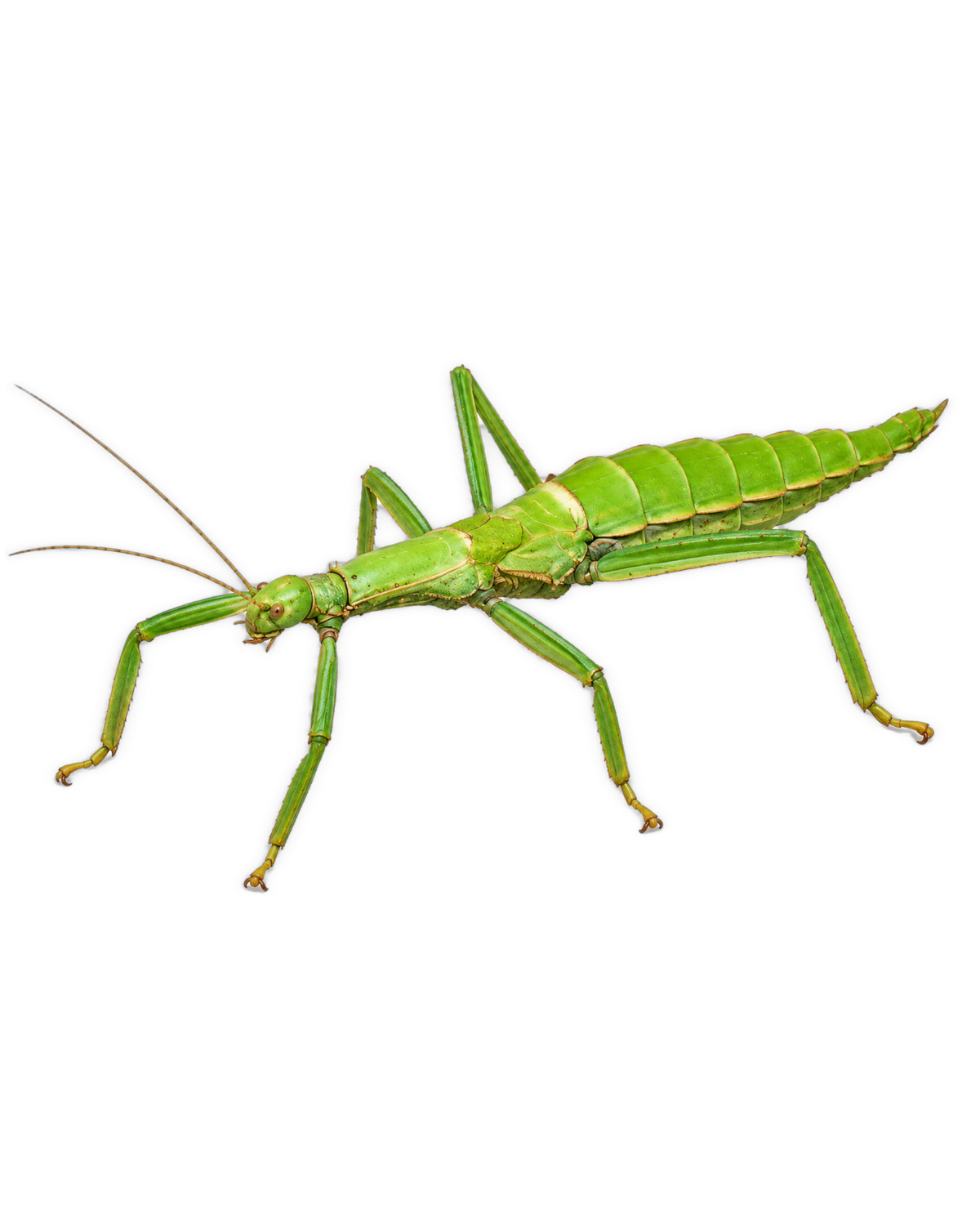 Giant Lime-Green Stick Insect EGGS (Diapherodes gigantea)
