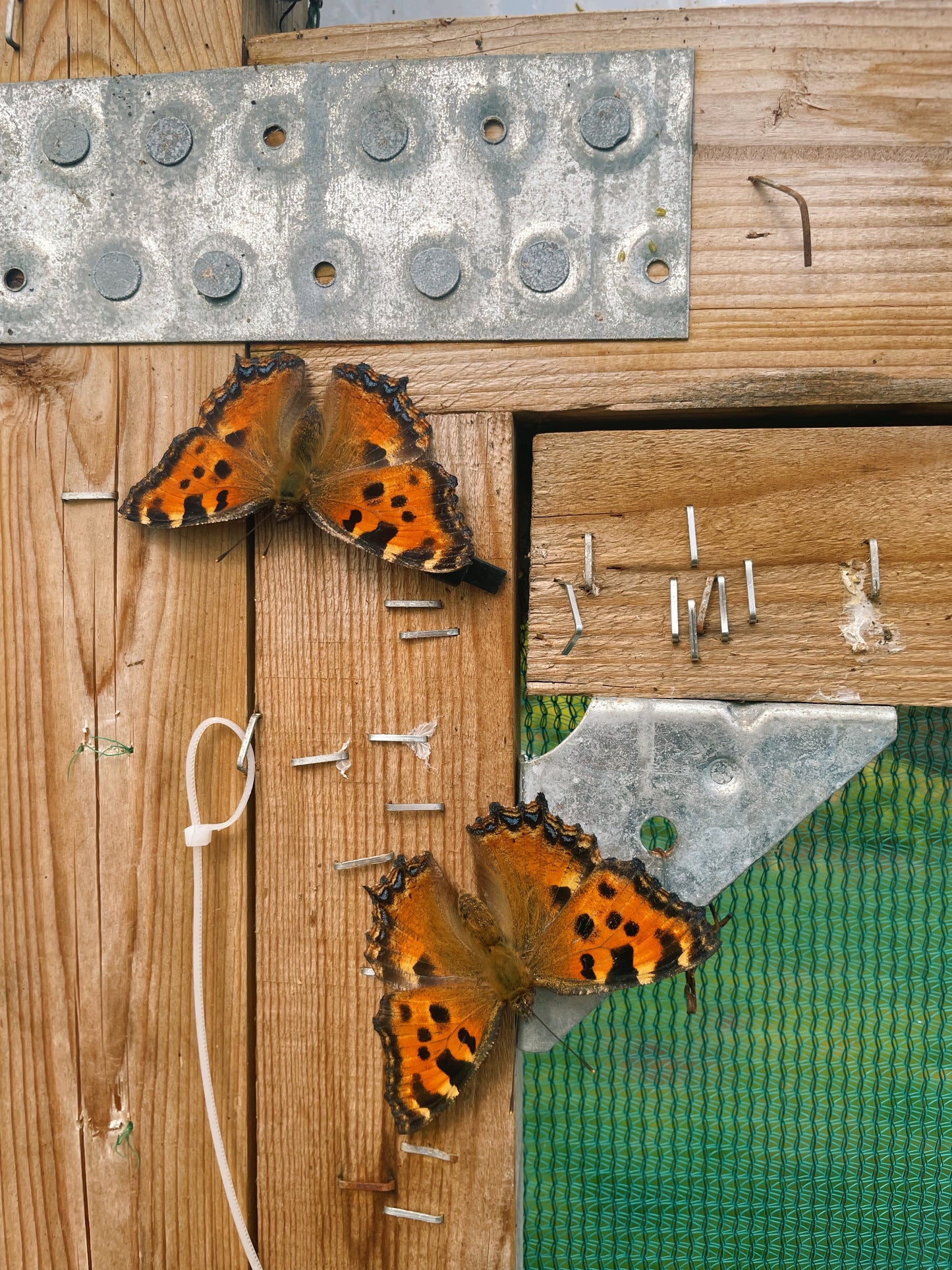 Large Tortoiseshell PUPAE (Nymphalis polychloros)