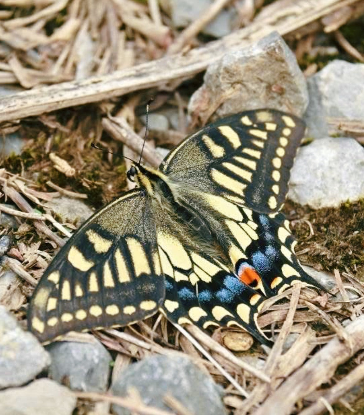 Shandong Swallowtail EGGS (Papilio machaon shantungensis)