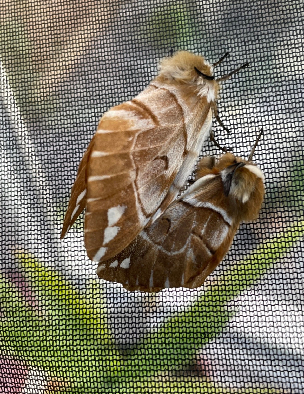 Kentish Glory EGGS (Endromis versicolora)