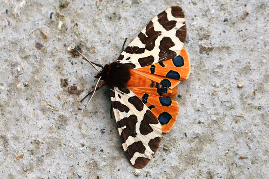 Garden Tiger Moth (Arctia caja) CATERPILLARS