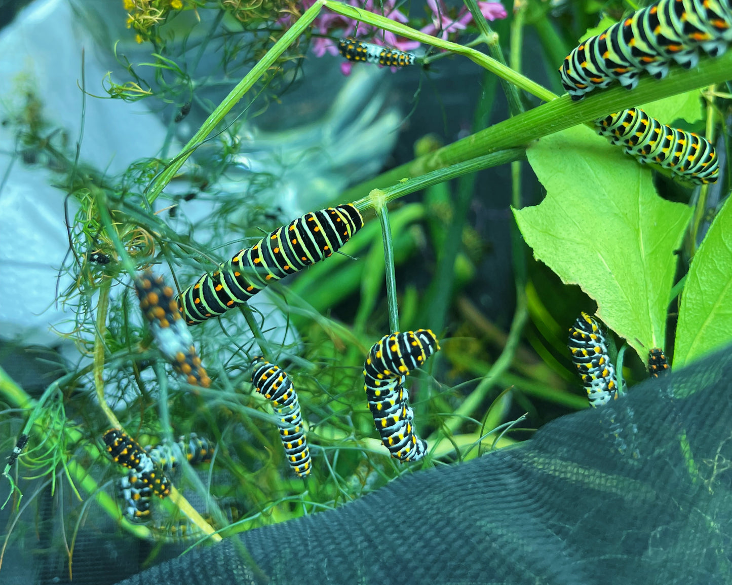 European Swallowtail (Papilio machaon) | PUPAE