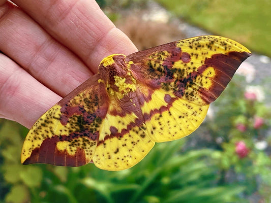 Live butterflies and moths for sale online UK. Order eggs, caterpillars, pupae, and cocoons. Watch the lifecycle unfold with insects to rear at home!