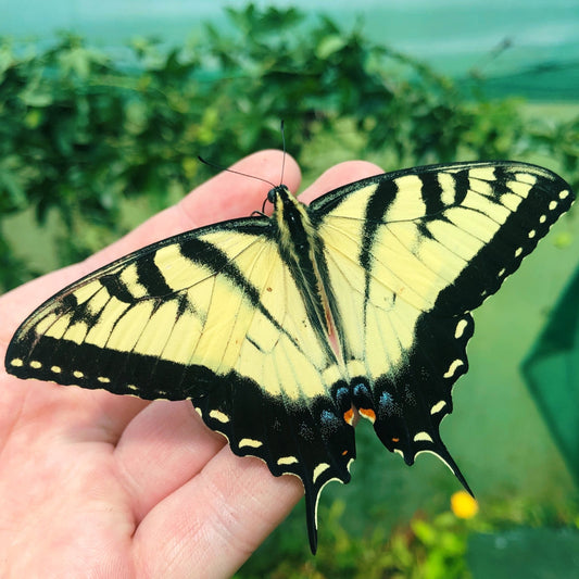 Live butterflies and moths for sale online UK. Buy eggs, caterpillars, pupae, and cocoons. Watch the lifecycle unfold with insects to rear at home!