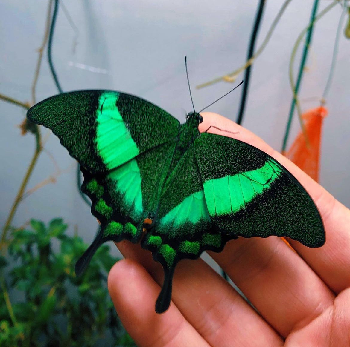 Live butterflies and moths for sale online UK. Order eggs, caterpillars, pupae, and cocoons. Watch the lifecycle unfold with insects to rear at home!